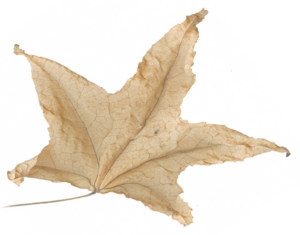 Alex Woodard - For the Sender